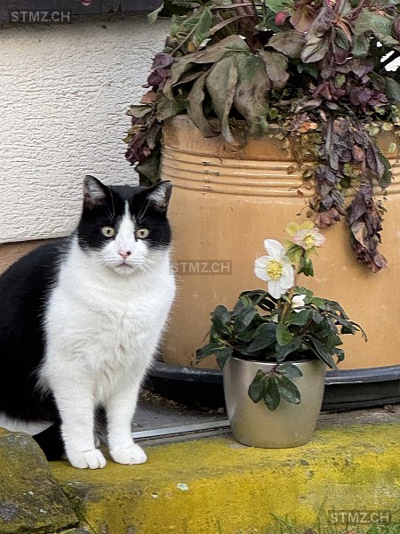 Nalo — Hauskatze ♂, Vermisst seit 28.03.2026, Menziken (AG)