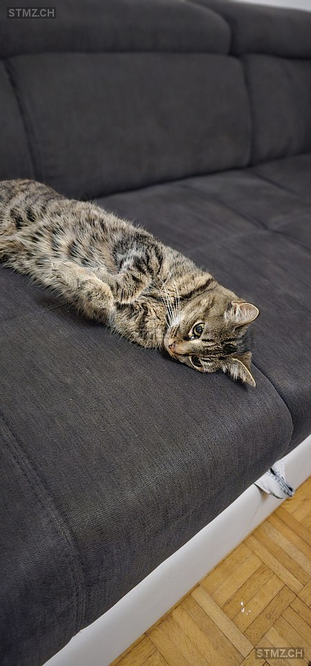 Mimi — Hauskatze ♀, Vermisst seit 27.03.2026, Suhr (AG)