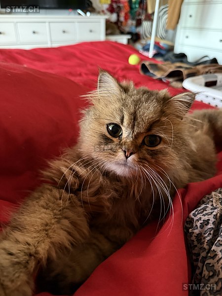 Giacomo — British Langhaar ♂, Vermisst seit 27.03.2026, Adligenswil (LU)