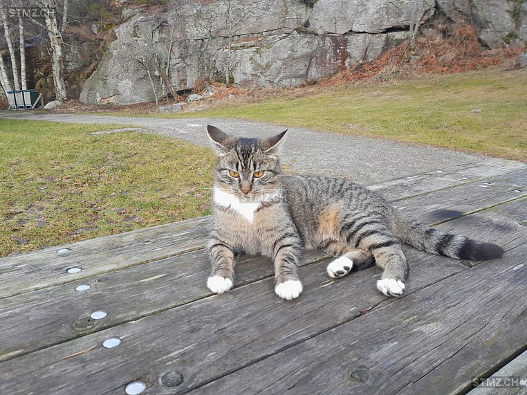 Katja — Hauskatze ♀, Vermisst seit 26.03.2026, Rüedisbach (BE)