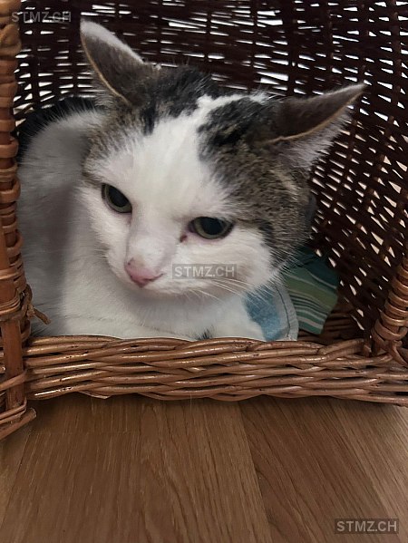 Mikesch — Hauskatze ♂, Vermisst seit 29.03.2026, Mellingen (AG)