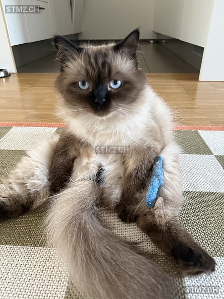 Mitja — Hauskatze ♂, Vermisst seit 30.03.2026, Luzern (LU)