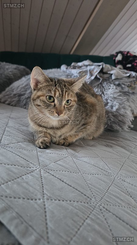 Biboca — Hauskatze ♀, Vermisst seit 27.03.2026, Entlebuch (LU)