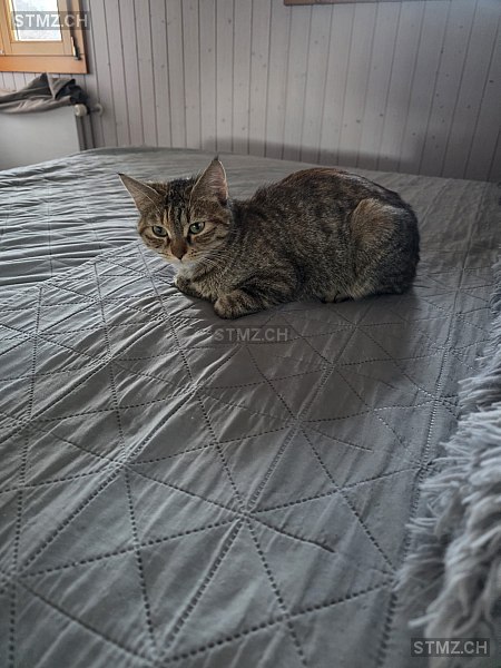 Bluey — Hauskatze ♀, Vermisst seit 20.03.2026, Entlebuch (LU)