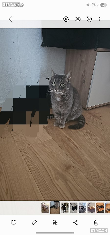 Luna — Hauskatze ♀, Vermisst seit 08.03.2026, Auw (AG)