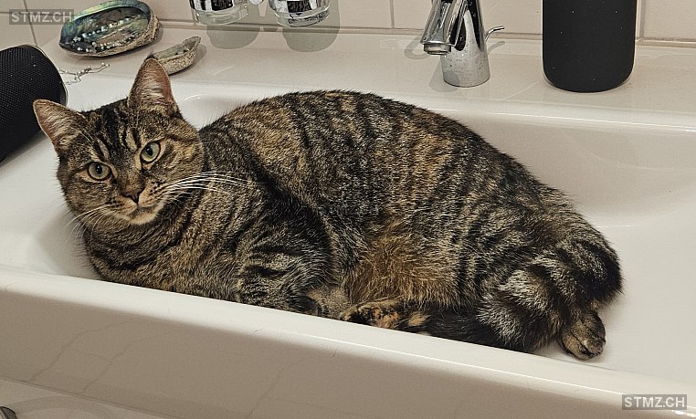 Lilou — Hauskatze ♀, Vermisst seit 27.03.2026, Utzigen (BE)