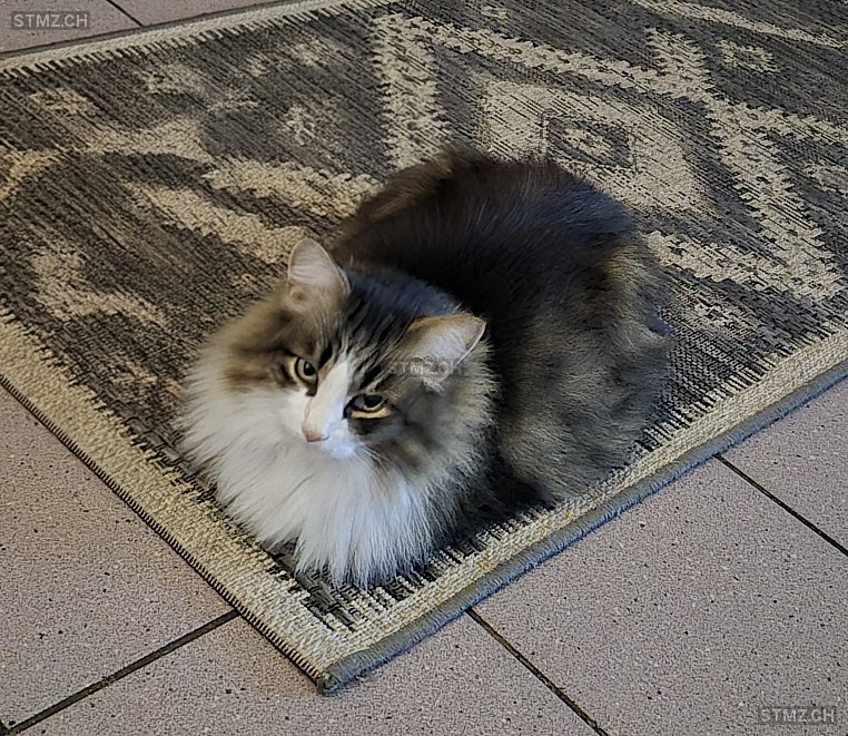 Miro — Hauskatze ♂, Vermisst seit 25.03.2026, Neunkirch (SH)