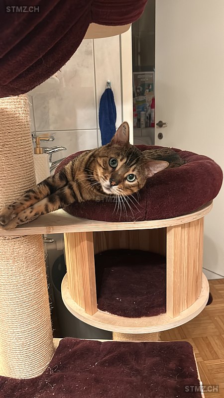 Monti — Bengalen ♂, Vermisst seit 29.03.2026, Herrliberg (ZH)