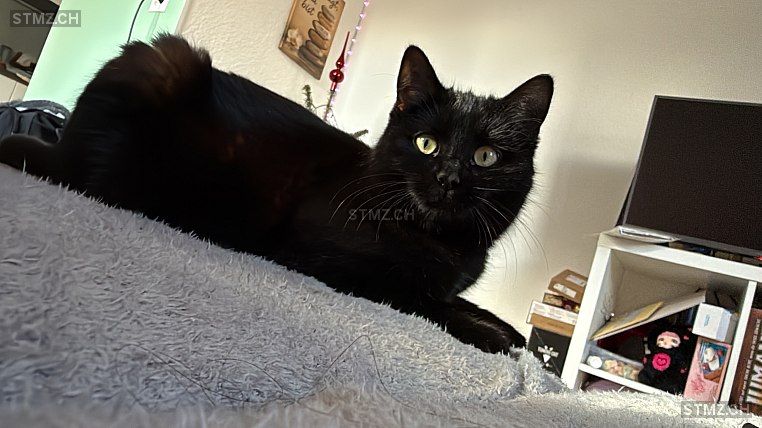 Liu — Hauskatze ♀, Vermisst seit 28.03.2026, Kradolf-Schönenberg (TG)