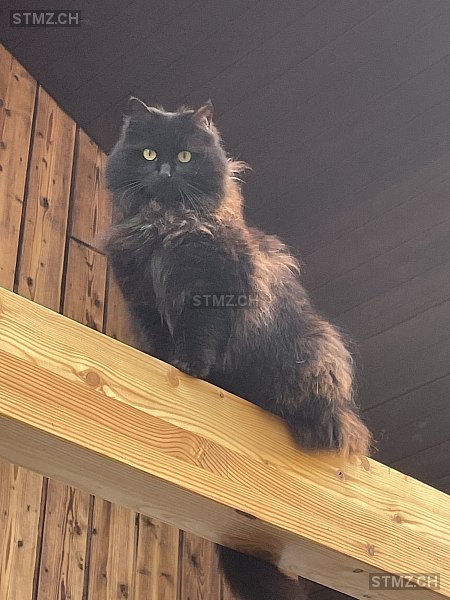 Baghira — Hauskatze ♀, Vermisst seit 29.03.2026, Port (BE)