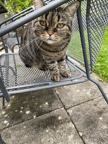 Kira — Hauskatze ♀, Vermisst seit 26.02.2026, Dulliken (SO)