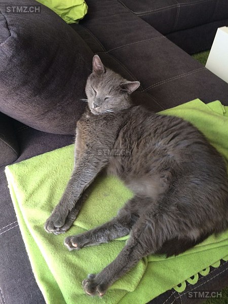 Lancelot — Hauskatze ♂, Vermisst seit 30.03.2026, Liestal (BL)