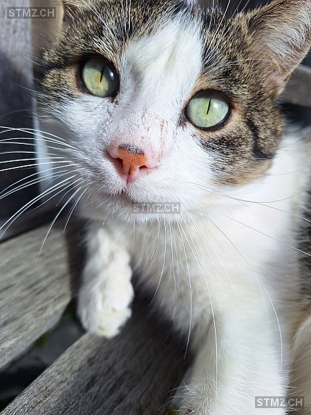 Tigi — Hauskatze ♂, Vermisst seit 23.03.2026, Lenzburg (AG)