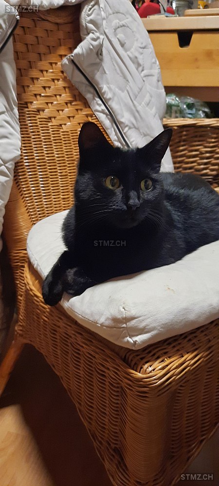 philo — Hauskatze ♀, Vermisst seit 28.02.2026, Niederried bei Interlaken (BE)