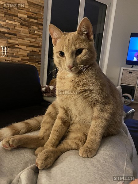 London — Hauskatze ♂, Vermisst seit 20.03.2026, Bachs (ZH)