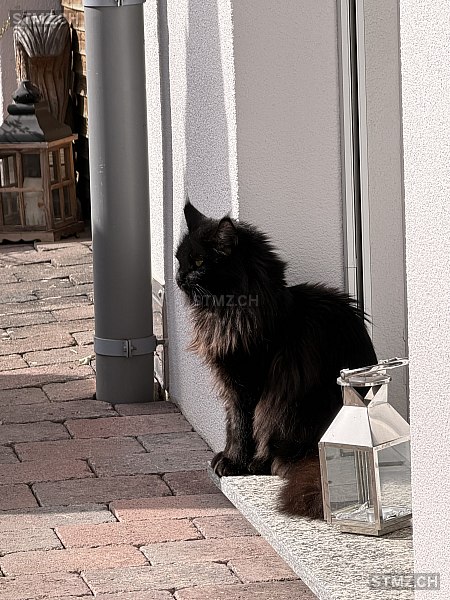Yoshi — Maine Coon ♂, Vermisst seit 27.03.2026, Etziken (SO)