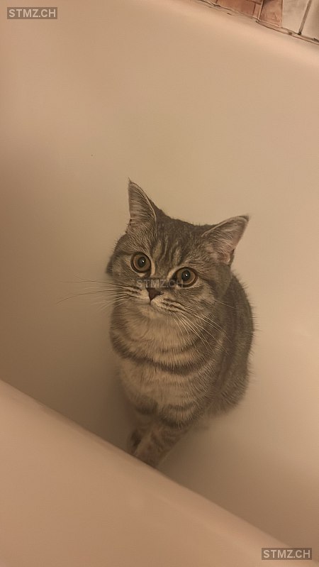 Moki — British Kurzhaar ♀, Vermisst seit 30.03.2026, Ebikon (LU)