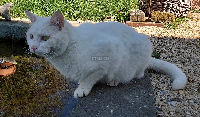 Pamuk — Hauskatze ♂, Vermisst seit 25.03.2026, Lanzenneunforn (TG)