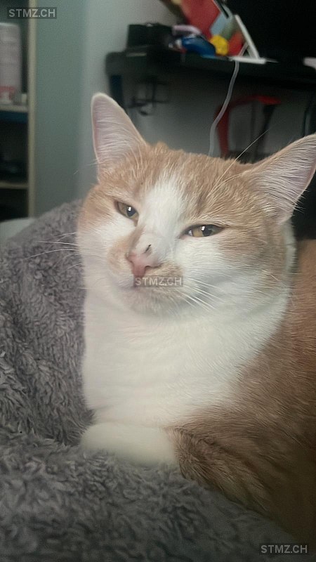 Bijou — Hauskatze ♀, Vermisst seit 14.03.2026, Aesch LU (LU)