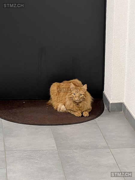 Oban — Hauskatze ♂, Vermisst seit 21.03.2026, Maracon (VD)