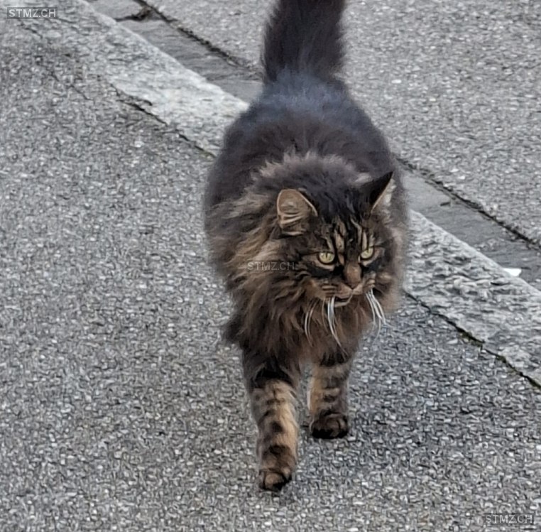 Zoe — Maine Coon ♀, Vermisst seit 01.03.2026, Zollikon (ZH)