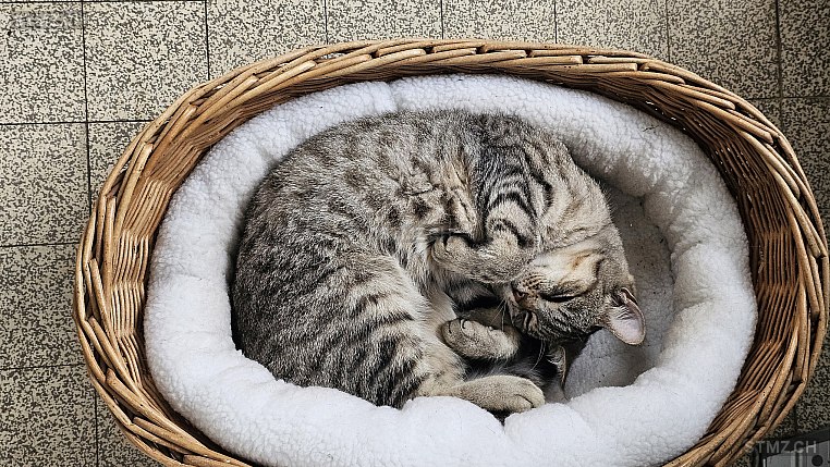 Jumi — Hauskatze ♀, Vermisst seit 25.03.2026, Belp (BE)