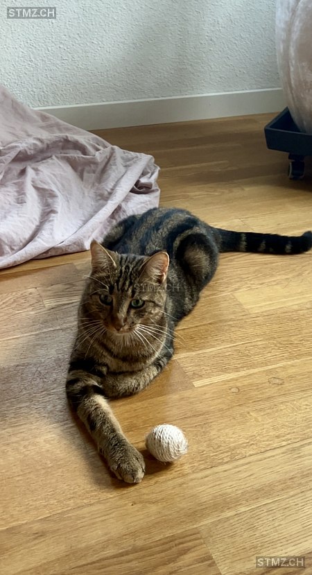 Fini — Hauskatze ♂, Vermisst seit 19.03.2026, Wangs (SG)