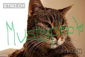 Sitz — Hauskatze ♂, Vermisst seit 18.03.2026, Mosnang (SG)