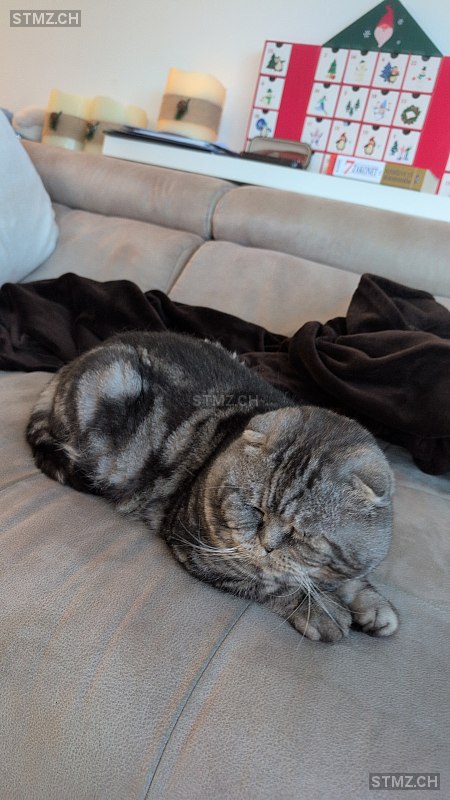 Macorr — Hauskatze ♂, Vermisst seit 24.03.2026, Dällikon (ZH)