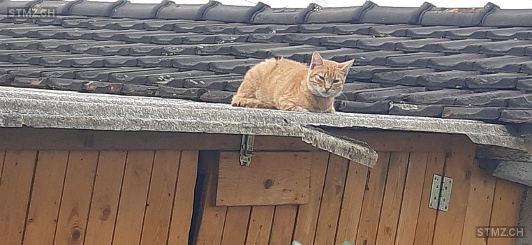 Däni — Hauskatze ♂, Vermisst seit 21.03.2026, Root (LU)