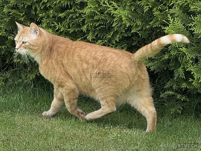 Finn — Hauskatze ♂, Vermisst seit 30.03.2026, Dulliken (SO)