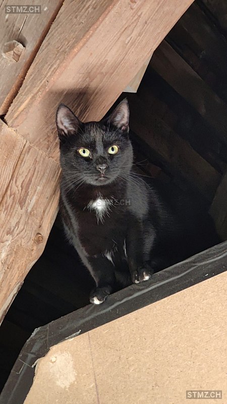 Jöggu — Hauskatze ♂, Vermisst seit 29.03.2026, Oberwangen bei Bern (BE)