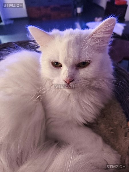 Coco — Hauskatze ♀, Vermisst seit 29.03.2026, Tägerwilen (TG)