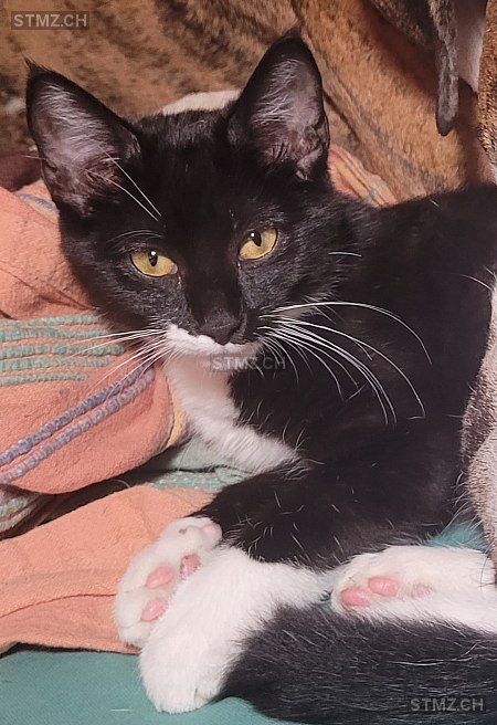 Luna — Hauskatze ♀, Vermisst seit 16.03.2026, Oberfrittenbach (BE)