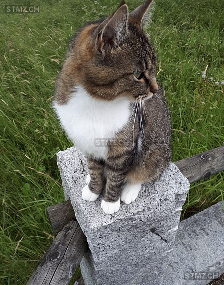 Mia — Hauskatze ♀, Vermisst seit 25.03.2026, Oberbüren (SG)