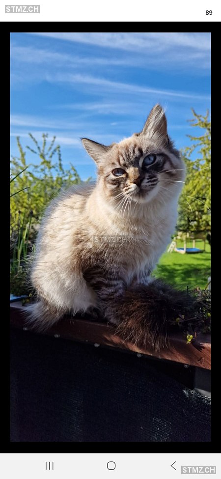 Mila — Katze ♀, Vermisst seit 29.03.2026, Tübach (SG)