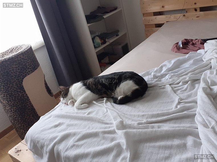 Mowgli — Hauskatze ♂, Vermisst seit 24.03.2026, Fischbach-Göslikon (AG)