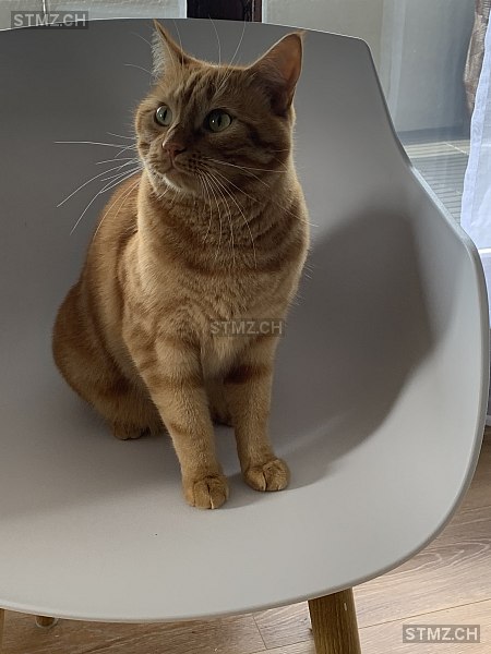 Cesare — Hauskatze ♂, Vermisst seit 01.04.2026, Ebikon (LU)