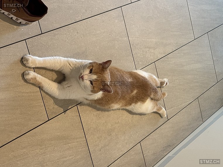 Yogi — Katze ♂, Vermisst seit 22.03.2026, Möriken AG (AG)