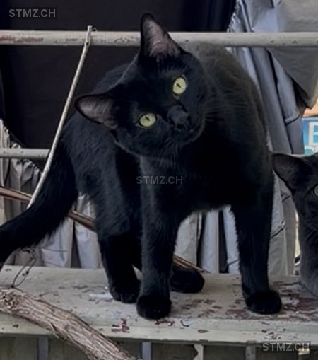 Nait — Hauskatze ♂, Vermisst seit 30.03.2026, Zürich (ZH)