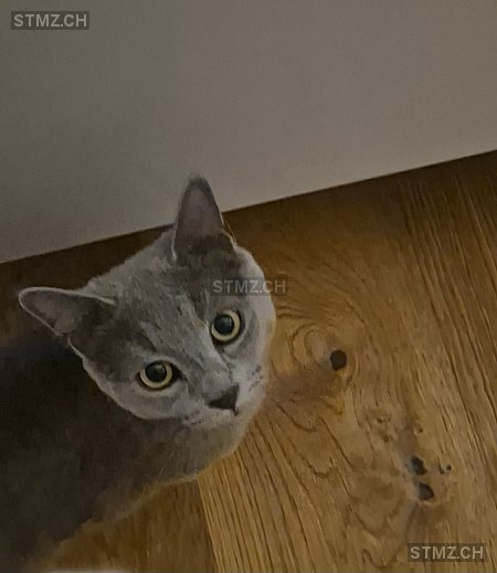 Zorro — Hauskatze ♂, Vermisst seit 01.04.2026, Unterentfelden (AG)