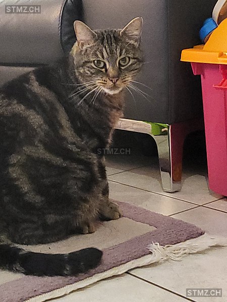 Tigi — Hauskatze ♂, Vermisst seit 29.03.2026, Luterbach (SO)