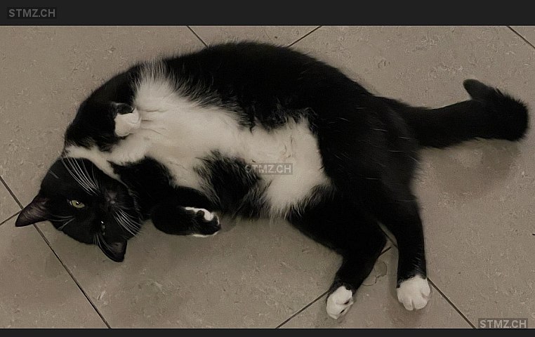 Eevie — Hauskatze ♀, Vermisst seit 01.04.2026, Wollerau (SZ)