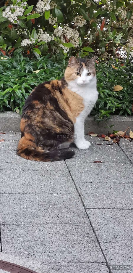 Möpsi — Hauskatze ♀, Vermisst seit 30.03.2026, Ballwil (LU)