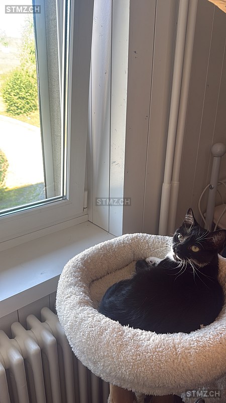 Orelina — Hauskatze ♀, Vermisst seit 31.03.2026, Winterthur (ZH)