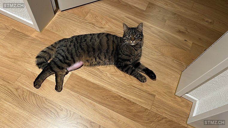 Armor — Hauskatze ♂, Vermisst seit 06.10.2025, Altnau (TG)