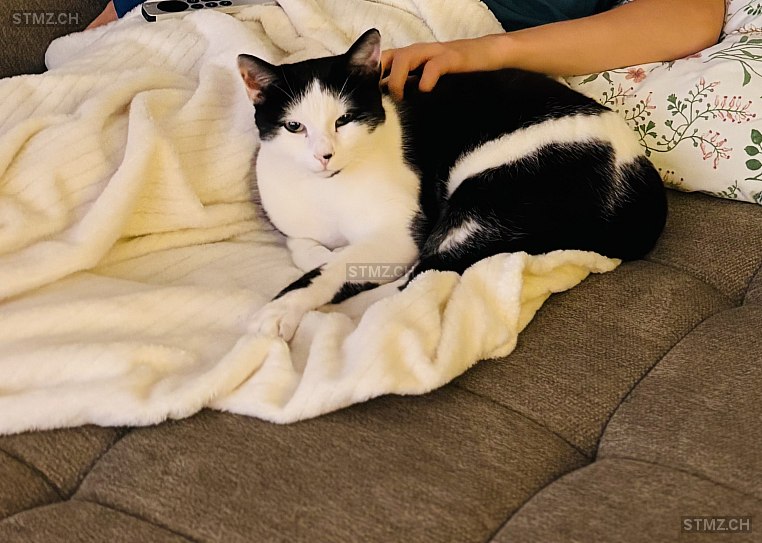 Miro — Hauskatze ♂, Vermisst seit 01.04.2026, Urdorf (ZH)