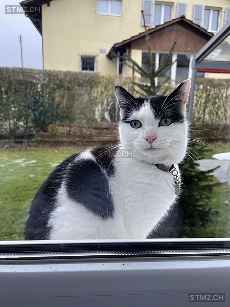 Buffy — Hauskatze ♀, Vermisst seit 31.03.2026, Suhr (AG)