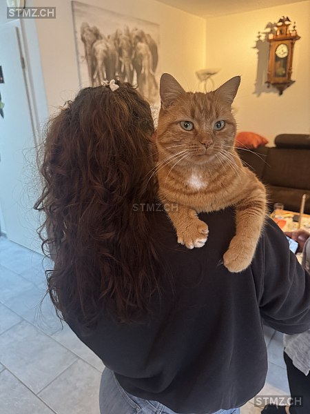 Mia — Hauskatze ♀, Vermisst seit 27.03.2026, Wallenbuch (FR)