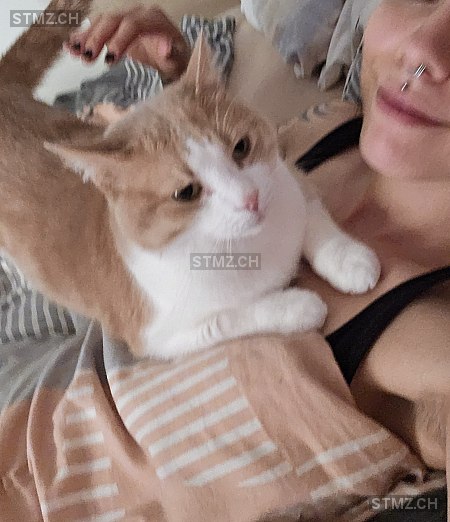 Kiki — Hauskatze ♂, Vermisst seit 30.03.2026,  ()